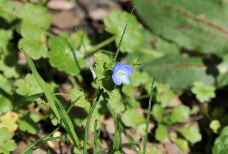 Veronica persica